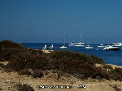 Autor: Felio Lozano Título: Fondos y fauna en la reserva