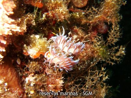 Autor: Felio Lozano Título: Nudibranquios