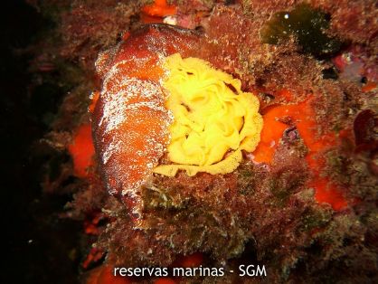 Autor: Felio Lozano Título: Molusco nudibranquio