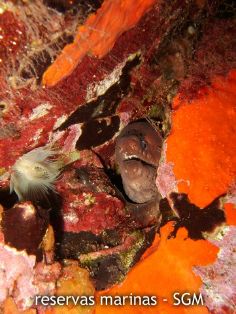 Autor: Felio Lozano Título: Morena (Muraena helena)