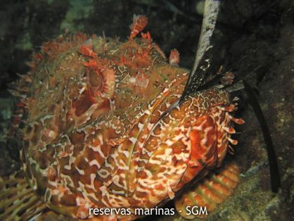 Autor: Felio Lozano Título: Cabracho (Scorpaena scrofa)