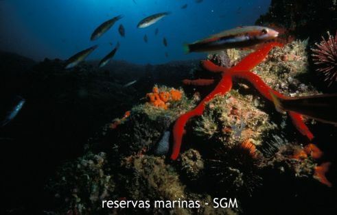 Autor: J. A. Moya Título: Estrella de Mar (Echinaster sepositus)