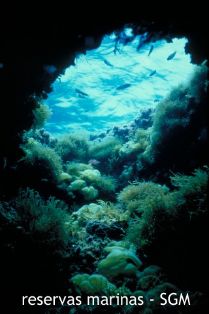 Autor: Felio Lozano Título: Fondos de la reserva