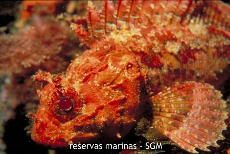 Autor: U.B.M. U. Alicante Título: Cabracho (Scorpaena estrofa)