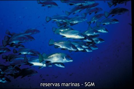 Autor: U.B.M. U. Alicante - J. A. Moya Título: Corvillos (Sciaena umbra)