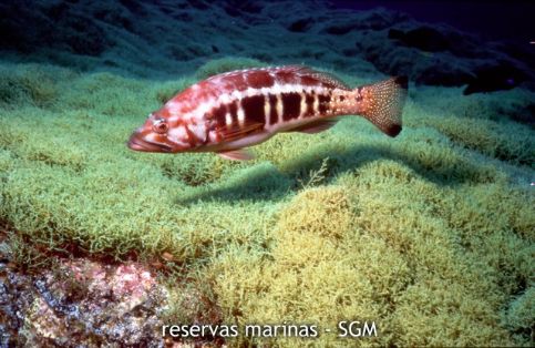 Autor: P. Pascual - Alayon Título: Cabrilla (Serranus cabrilla)