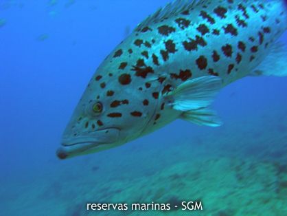 Autor: Conaima Título: Abade (Mycteroperca fusca)