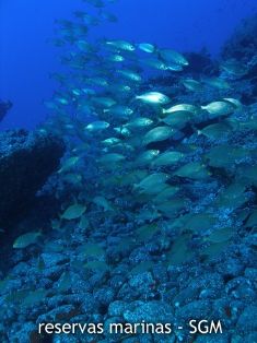 Autor: Conaima Título: Banco de salemas (Sarpa salpa). Alegranza Sur