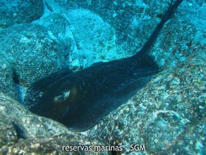 Autor: Conaima Título: Chucho negro (Taeniura grabata) Alegranza Este
