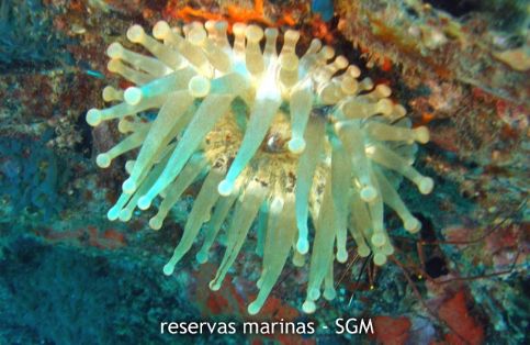 Autor: Conaima Título: Anémona gigante (Telmatactis spp). Punta MarrajoS