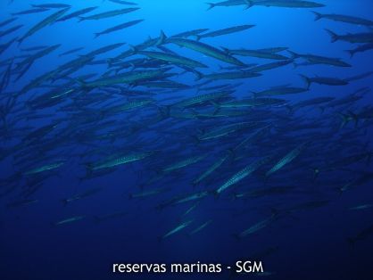 Autor: Conaima Título: Banco de espetones (Sphyraena viridensis)