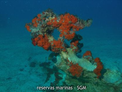 Autor: Conaima Título: Erizos y esponjas. Veril del Río