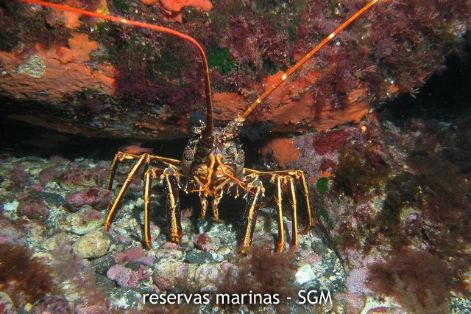 Autor: D. K. Kersting Título: Langosta (Palinurus elephas)