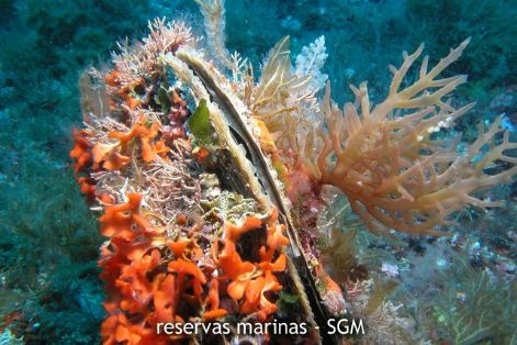 Autor: D. K. Kersting Título: Nacra (Pinna nobilis)