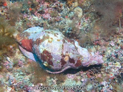 Autor: D. K. Kersting Título: Caracola (Charonia lampas)