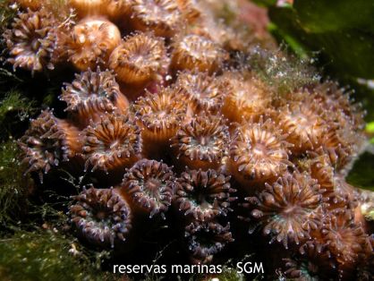 Autor: D. K. Kersting Título: Cladocora (Cladocora caespitosa)