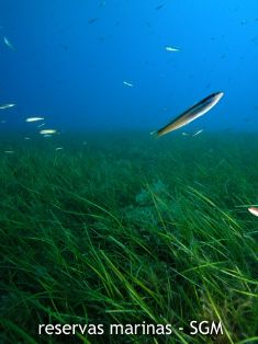 Autor: D. K. Kersting Título: (Cymodocea nodosa). Carallot