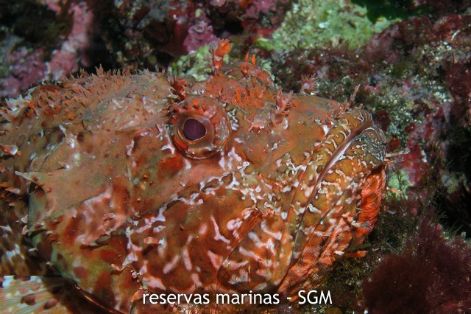 Autor: D. K. Kersting Título: Escorpa (Scorpaena scrofa)