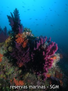 Autor: D. K. Kersting Título: Gorgonia roja (Paramuricea clavata)
