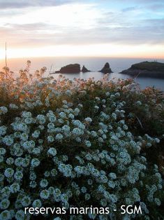 Autor: D. K. Kersting Título: L'Illa en flor