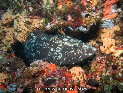 Autor: D. K. Kersting Título: Mero (Epinephelus marginatus)