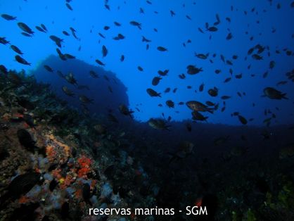 Autor: D. K. Kersting Título: Fondos y bancos de peces