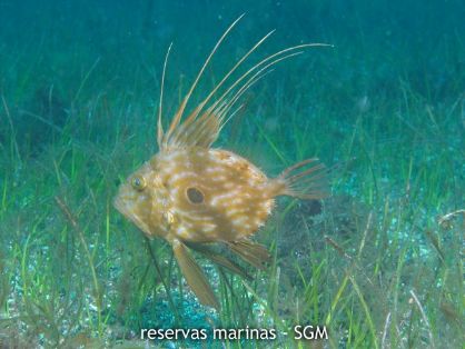 Autor: D. K. Kersting Título: Pez de San Pedro (Zeus faber)