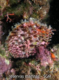 Autor: D. K. Kersting Título: Nacra de roca (Pinna rudis)