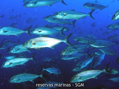 Autor: Conaima Título: Serviolas o peces limón (Seriola dumerilii)