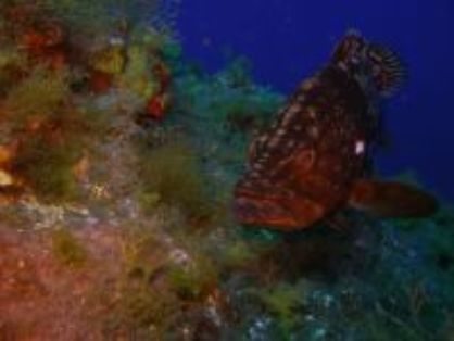 Autor: Conaima Título:Abade (Mycteroperca fusca). Baja Rosario