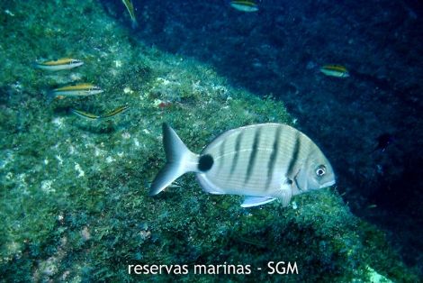 Autor: Desconocido Título:Sargo (Diplodus sargus)
