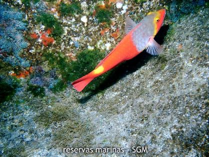 Autor: Desconocido Título:Pez Vieja (Sparisoma cretense)