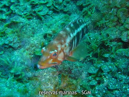 Autor: Conaima Título:Cabrilla (Serranus atricauda). El miradero