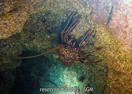 Autor: Conaima Título:Cueva de las Langostas. Punta la Restinga