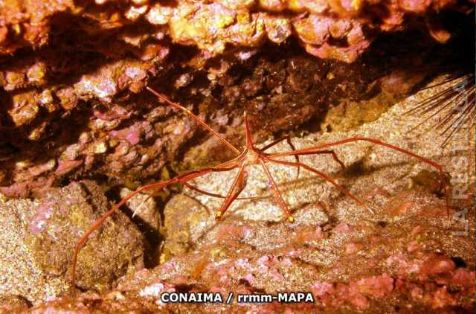 Autor: Conaima Título:Cangrejo obispo (Stenorhynchus lanceolatus)