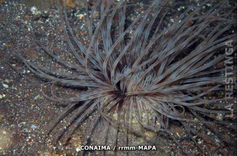 Autor: Conaima Título:Anémona gigante (Telmatactis sp.)