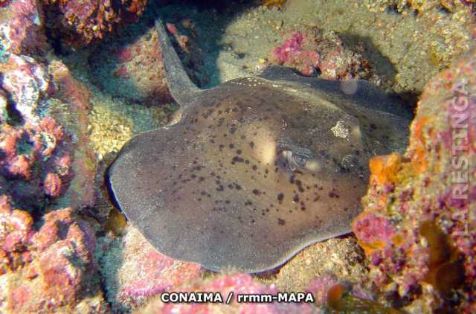 Autor: Conaima Título:Chucho (Dasyatis pastinaca)