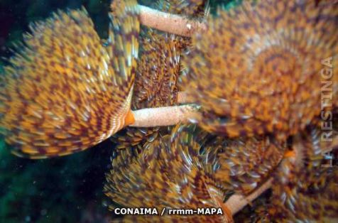 Autor: Conaima Título:Colonia del Espirógrafo (Spirographis spallanzani)