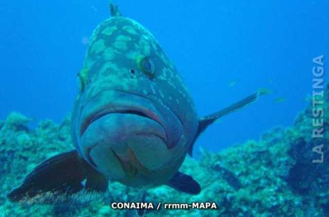 Autor: Conaima Título:Mero (Epinephelus marginatus). Punta Restinga.
