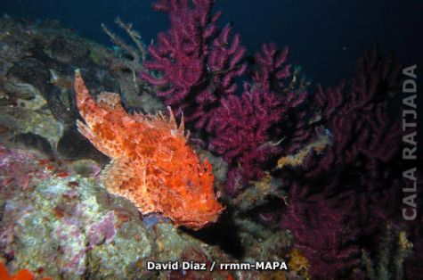 Autor: David Díaz Titulo: Cabracho (Scorpaena scrofa)