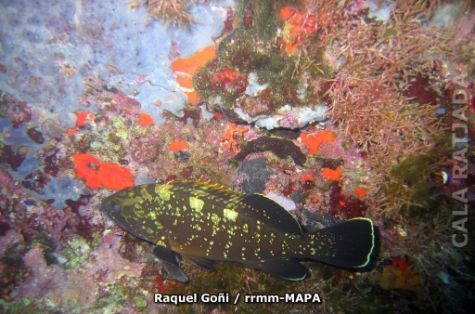 Autor: Raquel Goñi Titulo: Mero (Epinephelus marginatus)