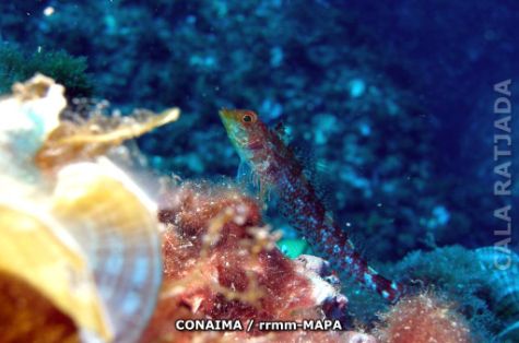 Autor: CONAIMA Titulo: Cabo de Freus