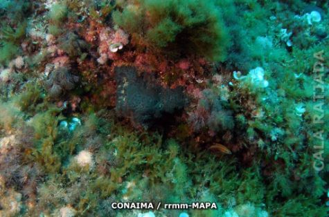 Autor: CONAIMA Titulo: Cabo de Freus