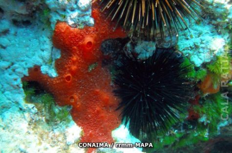 Autor: CONAIMA Titulo: Cabo de Freus