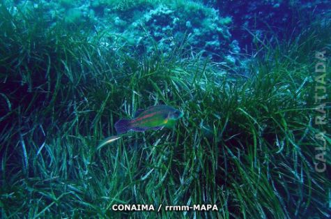 Autor: CONAIMA Titulo: Cabo de Freus