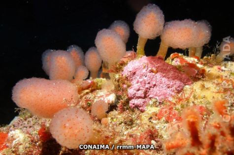 Autor: CONAIMA Titulo: Organismos sésiles