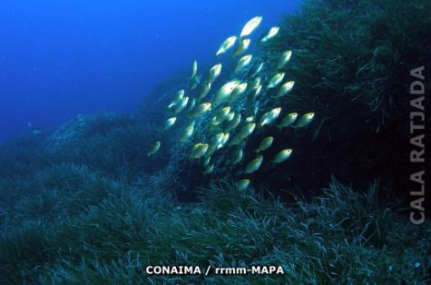 Autor: CONAIMA Titulo: Banco de salemas (Sarpa salpa)