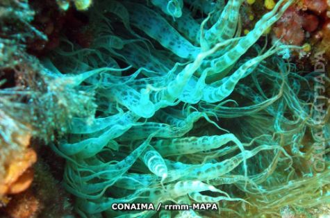 Autor: CONAIMA Titulo: Anémonas. Cala Ratjada