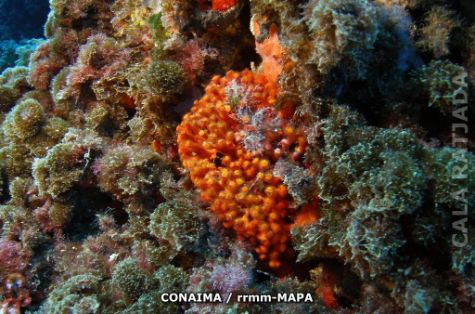 Autor: CONAIMA Titulo: Cala Ratjada