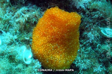 Autor: CONAIMA Titulo: Cala Ratjada